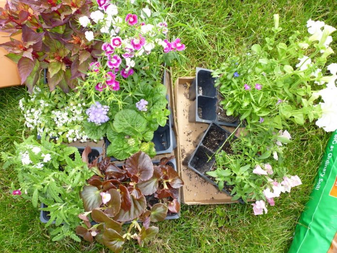 Plantes