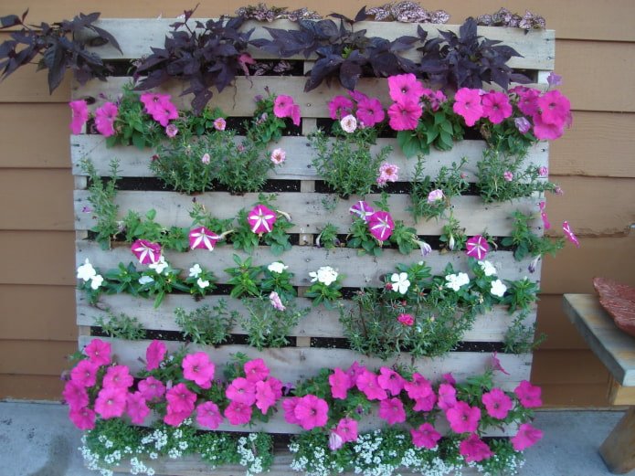 parterre de fleurs vertical en bois pour pétunias
