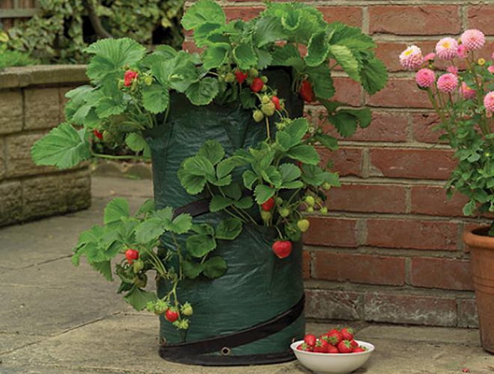 Fraises en sac