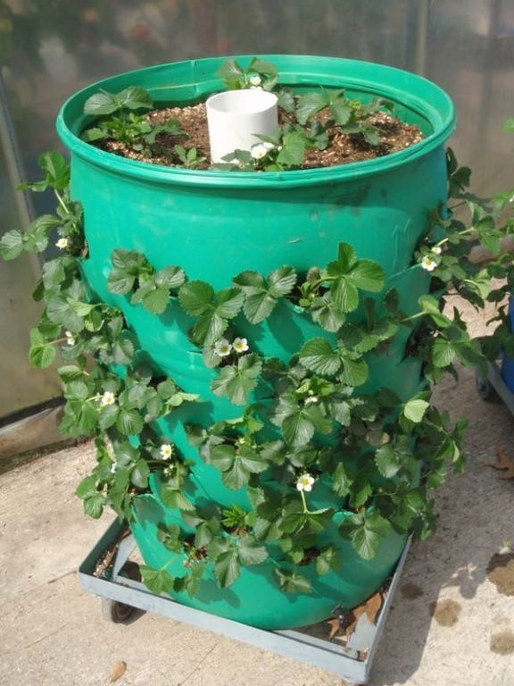 Fraises dans un tonneau