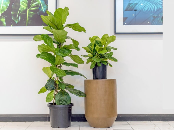 Ficus Lyrata