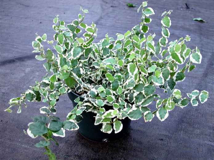 ficus