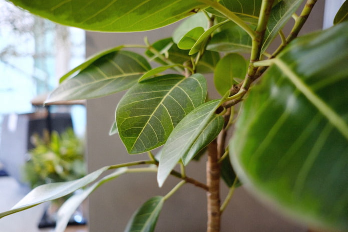 Ficus Bengal