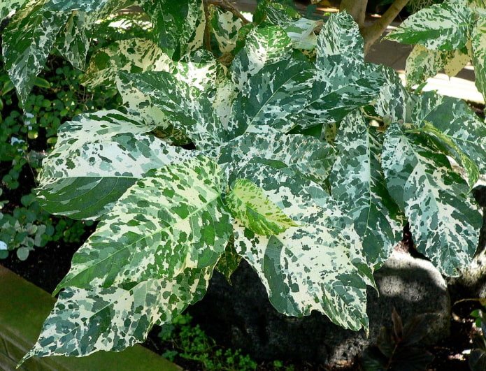 ficus aux belles feuilles