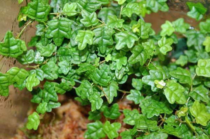 ivy ficus