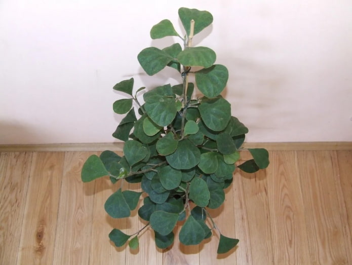deltoid ficus in a pot