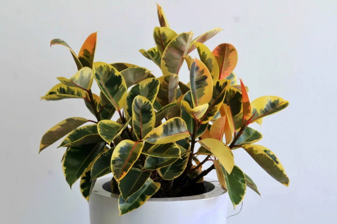 ficus panaché à feuilles rouillées