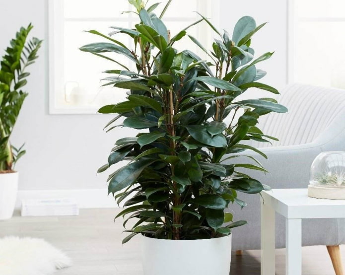 goblet-stipular ficus