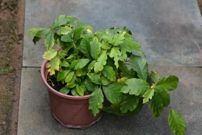 Ficus mountain oakleaf