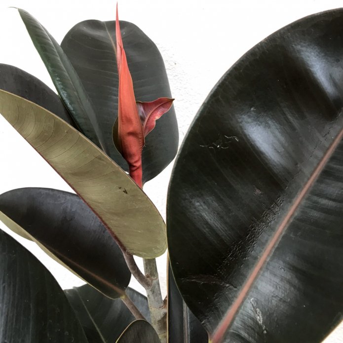 Black Prince