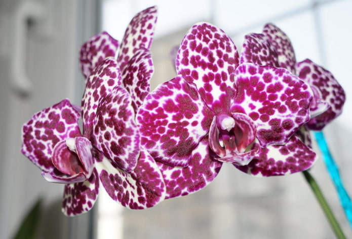 Orchidée Phalaenopsis