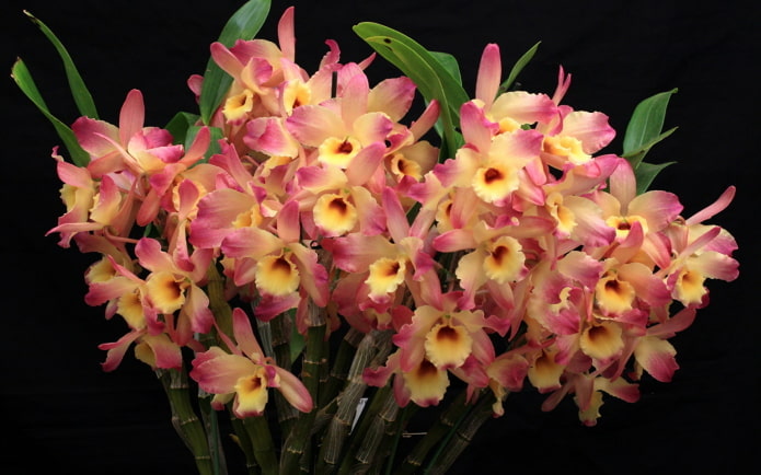 Orchidée Dendrobium