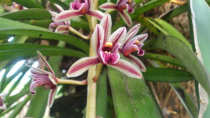 cymbidium