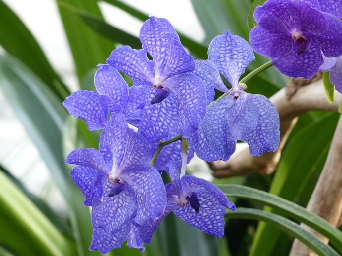 Fleurs de Vanda