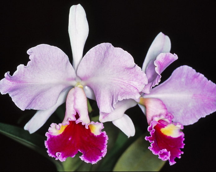 Cattleya