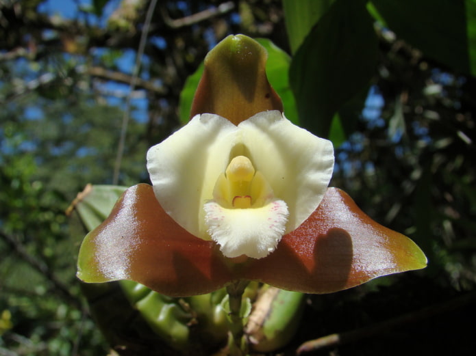 Orchidée Lycaste
