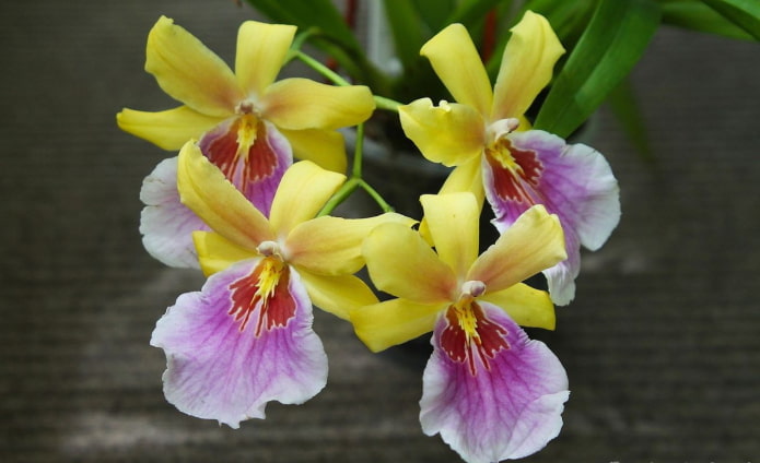 Miltonia
