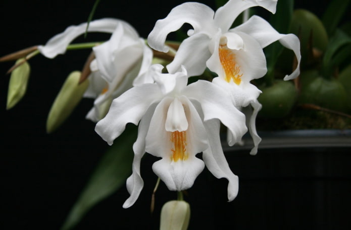 Coelogyne flowers