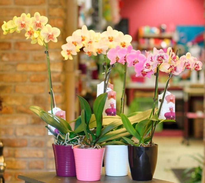 Orchidées monopodiales