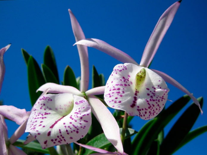 Brassavola