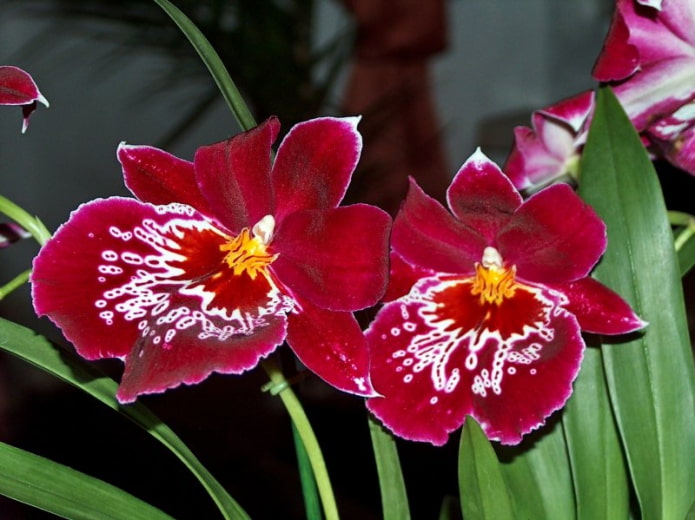 Miltonia