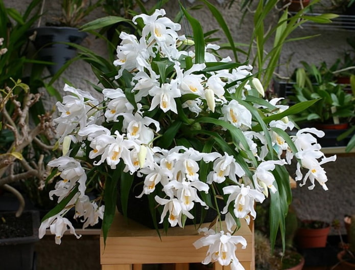 orchidée ampeleuse