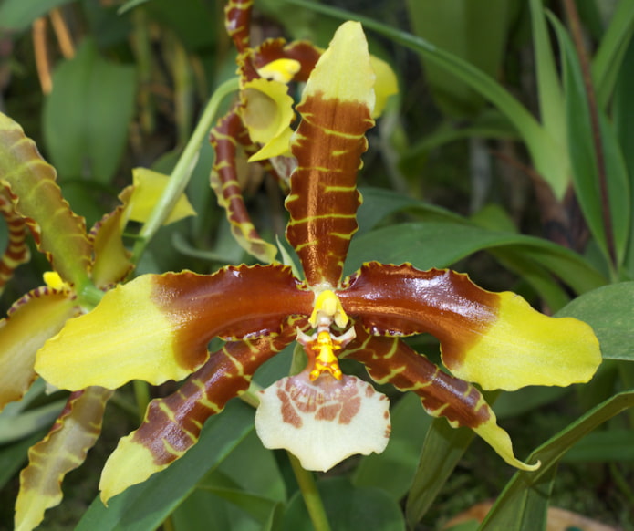 Odontoglossum