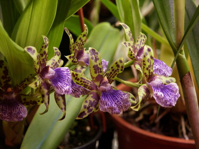 Zygopetalum