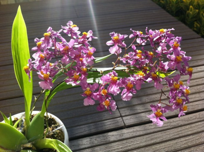 Oncidium