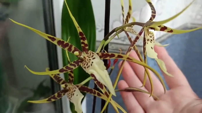 Brassia