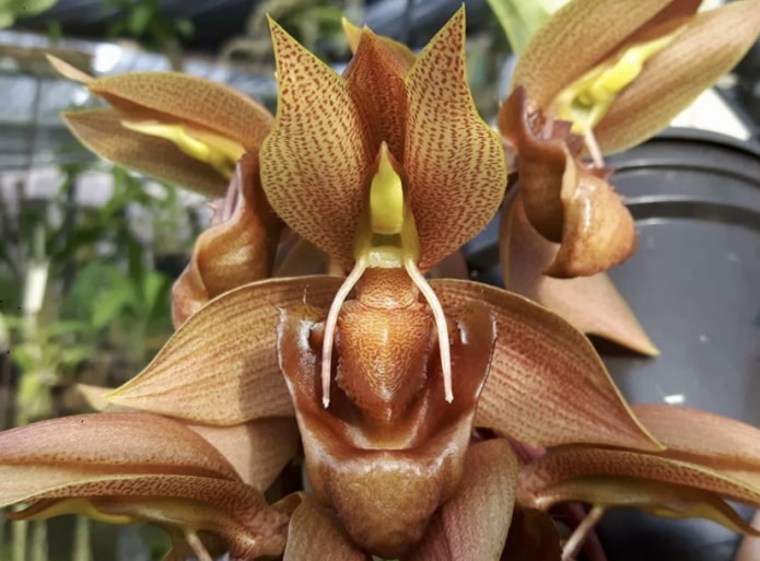 Catasetum