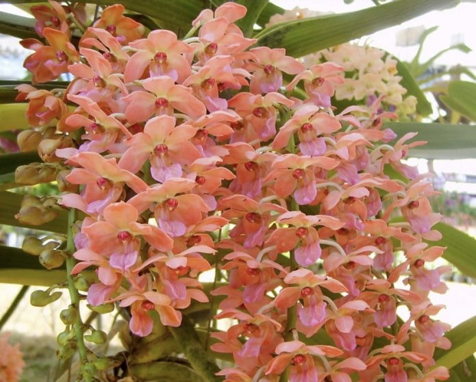 Rhynchostylis