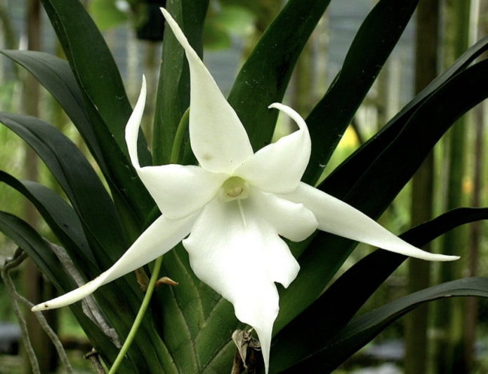 Angraecum