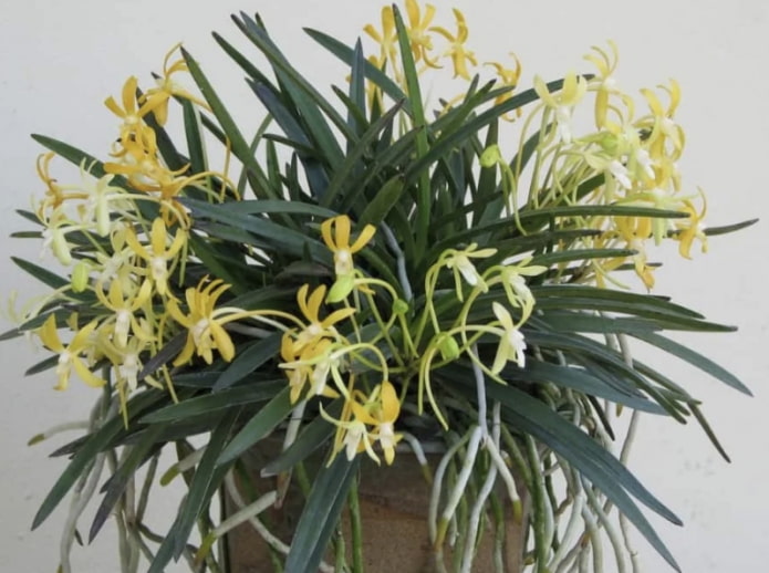 Neofinetia