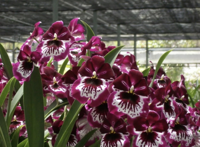 Miltoniopsis