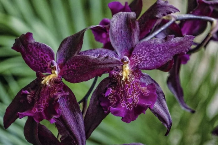 Beallara
