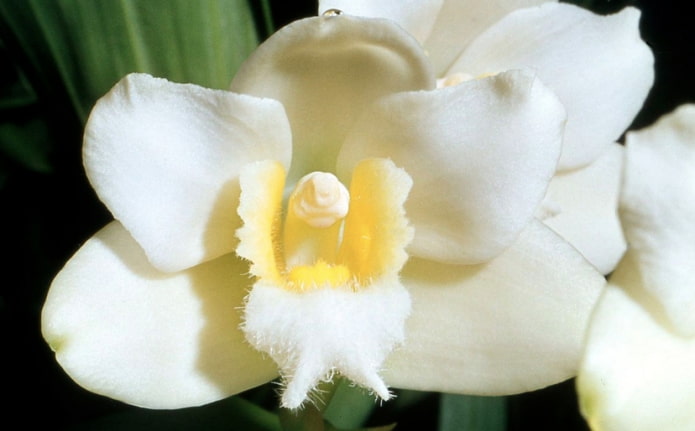 Bifrenaria