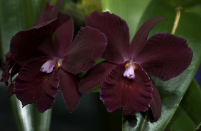 dark orchid