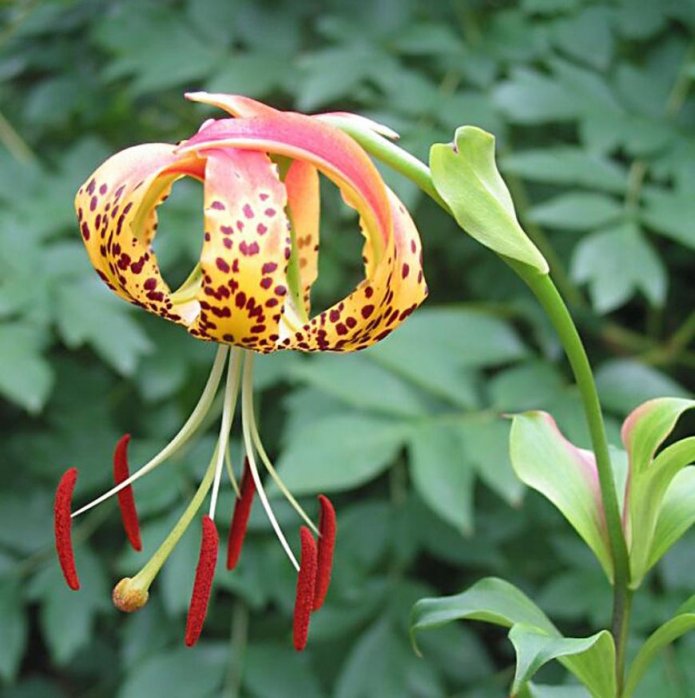Bouton panaché de la variété Shuksan