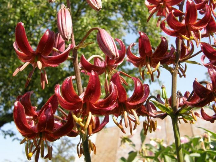 Lys Claude Shride