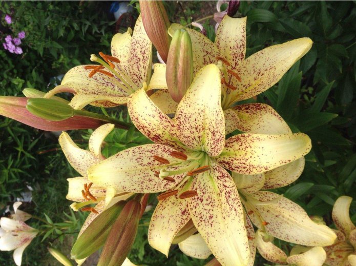 Boutons variés du lys Suncrest