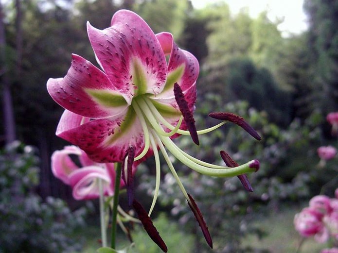 Black Beauty Lily Bud