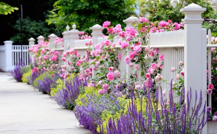 Parterre de fleurs le long de la clôture