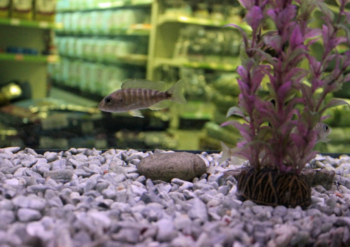 Miettes d'aquarium