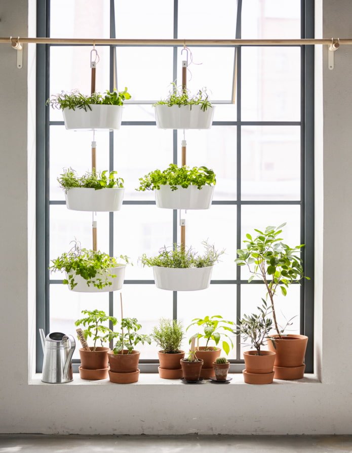 Étagères avec verdure sur la fenêtre