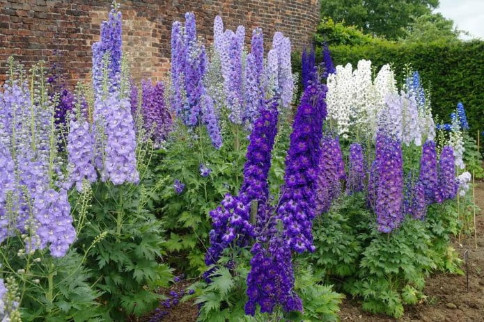 Delphiniums luxueux