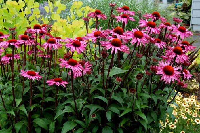 echinacea