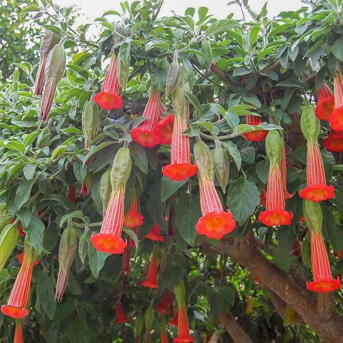 brugmansia