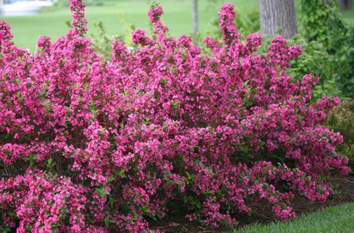 weigela