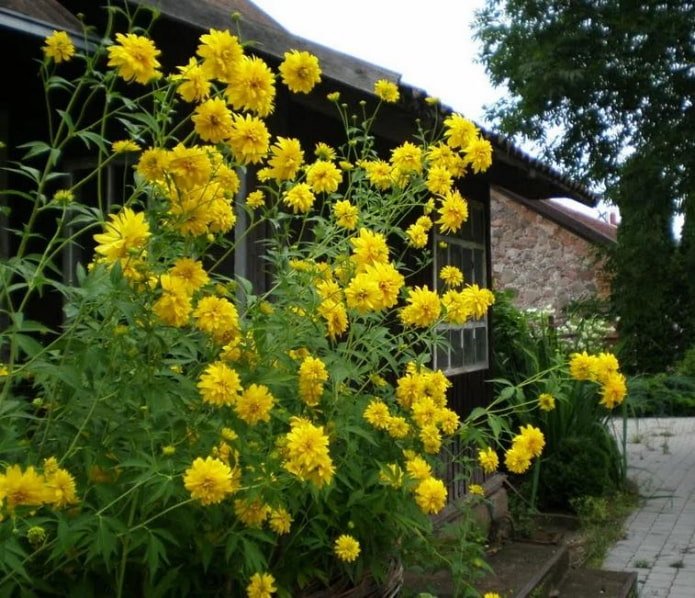 rudbeckia